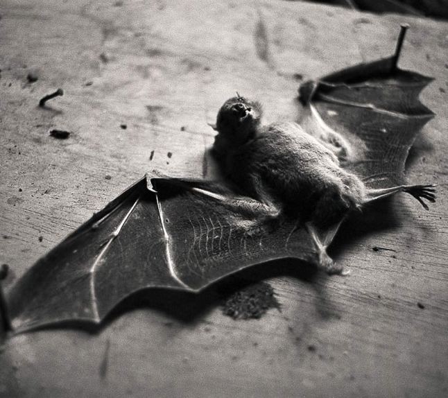 dead bat
