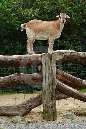 goat-balanced-fence-636192